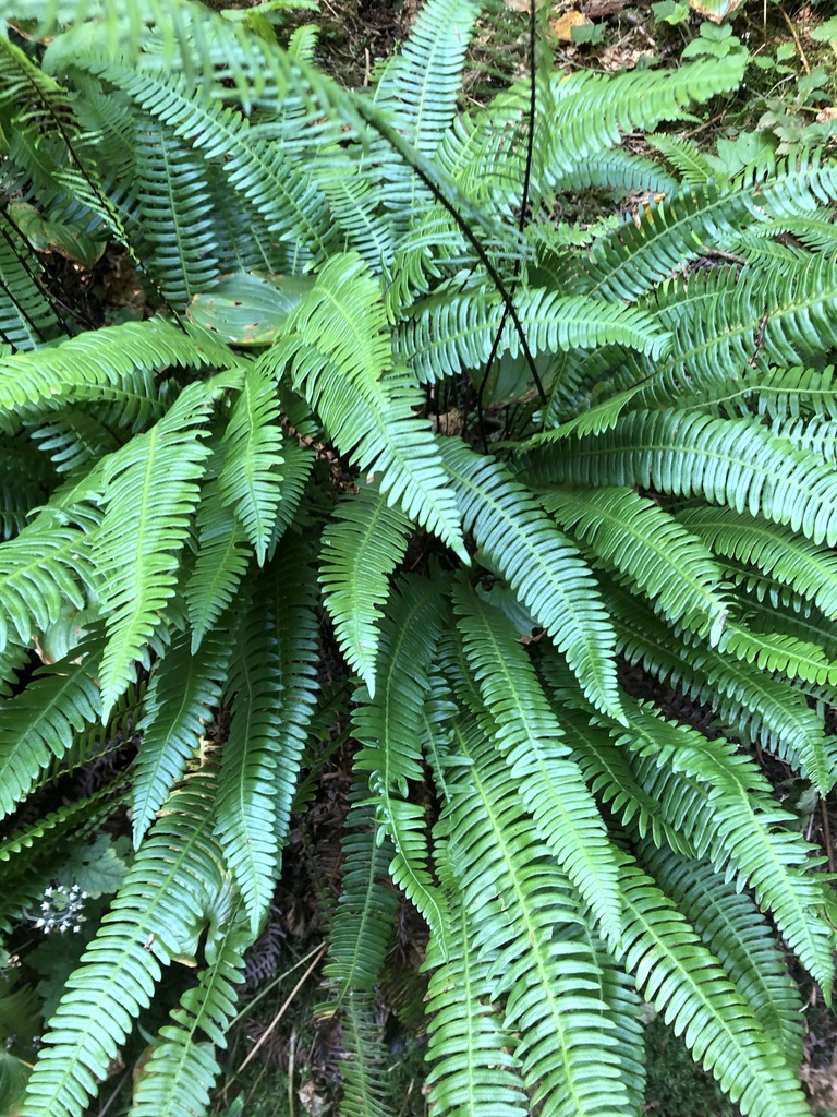 deer fern from Mundy Park, Coquitlam, BC, CA on August 13, 2020 at 04: ...