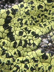 Rhizocarpon geographicum