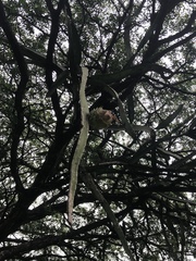 Selenicereus costaricensis