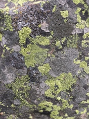 Rhizocarpon geographicum