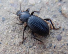 Nycterinus