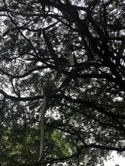 Selenicereus costaricensis