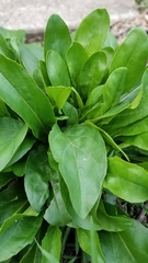 Penstemon laevigatus