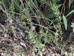 Philotheca hispidula