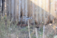 Libellula pulchella