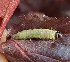 Pantographa limata