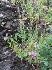 Penstemon platyphyllus