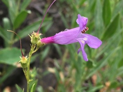 Penstemon platyphyllus