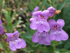 Penstemon platyphyllus