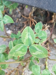 Trifolium repens
