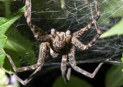 Dolomedes scriptus