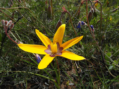 Pauridia canaliculata