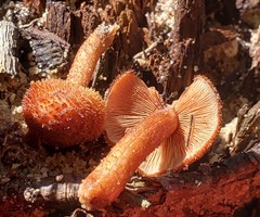 Tricholomopsis formosa