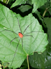 Leiobunum politum