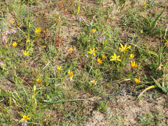 Pauridia canaliculata