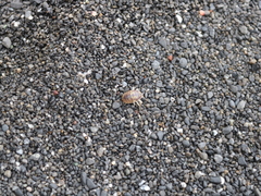 Alloniscus perconvexus