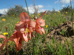 Gladiolus meliusculus