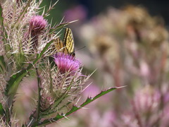 Papilio multicaudata grandiosus