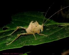 Typophyllum bolivari