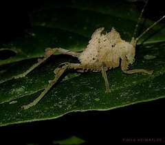 Typophyllum bolivari