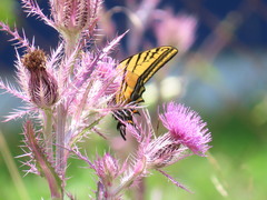 Papilio multicaudata grandiosus