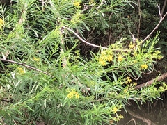 Hypericum densiflorum interior