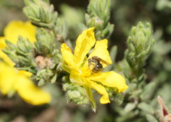 Hibbertia crinita