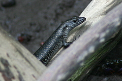 Emoia atrocostata