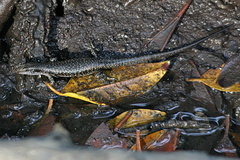 Emoia atrocostata