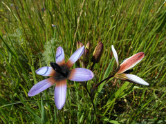 Ixia monadelpha