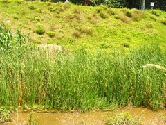Typha orientalis