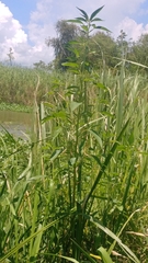 Amaranthus australis