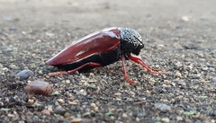 Sternocera chrysis