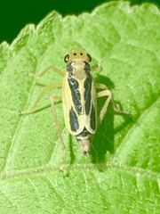 Evacanthus ustanucha