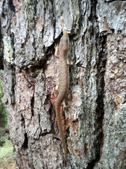 Gerrhonotus infernalis