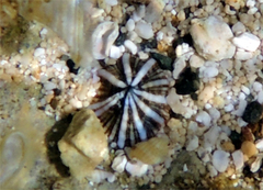 Siphonaria