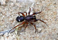 Asagena americana
