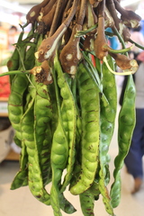 Parkia speciosa