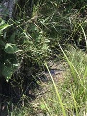 Juncus brachycephalus