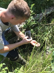 Juncus brachycephalus