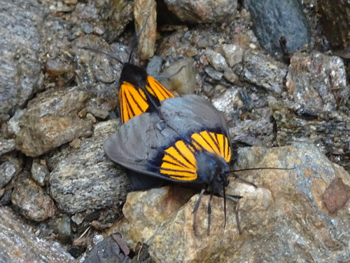 Brachyglene