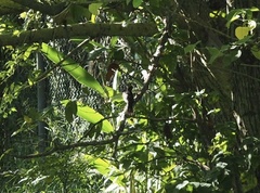 Copsychus malabaricus