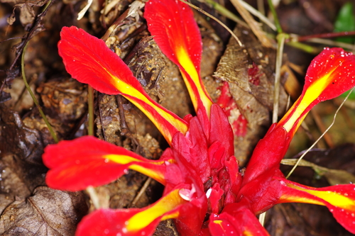 Etlingera coccinea (Etlingera coccinea)