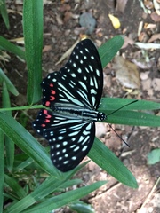 Hestina assimilis assimilis