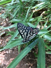 Hestina assimilis assimilis
