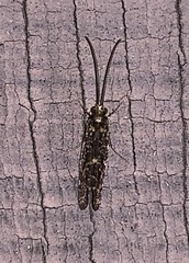 Annulipalpia