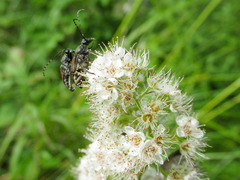 Brachyleptura brevis