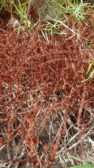 Rumex
