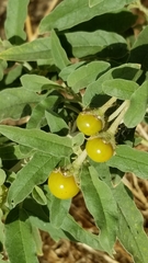 Solanum elaeagnifolium