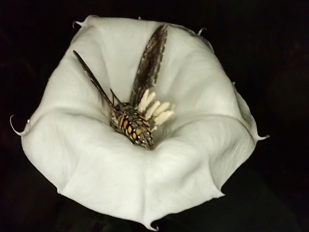 Tobacco hornworm (Manduca sexta)